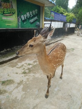 梅花鹿