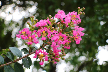 紫薇花枝