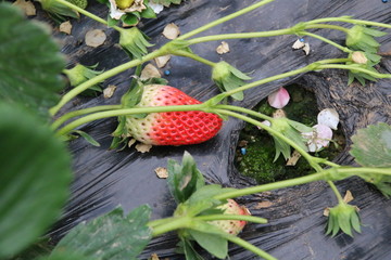 草莓特写 甜宝