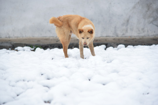 雪地田园犬