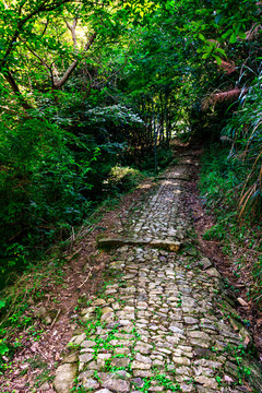 树影 户外爬山 登山小道