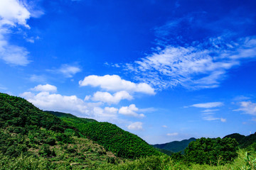 森林山谷 绿树青山 青山绿树