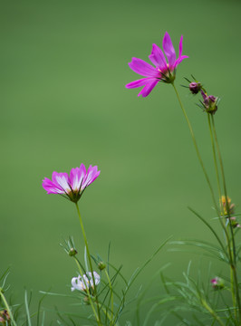 波斯菊