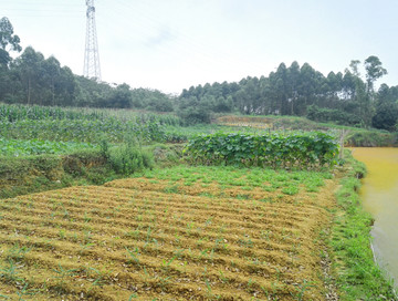 田园风光 鱼塘 菜地