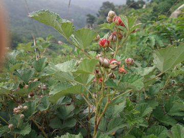 野草莓