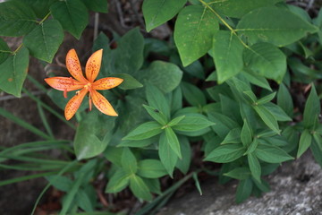 崂山百合