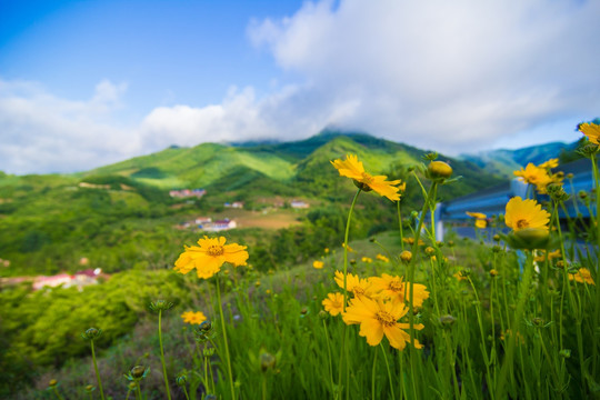 野菊花黄花