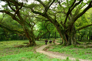 福建杨家溪风光