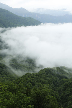 烟雨神农架