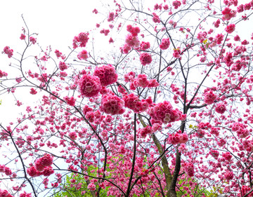 仰拍粉红樱花