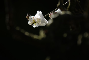 黑龙潭 梅花