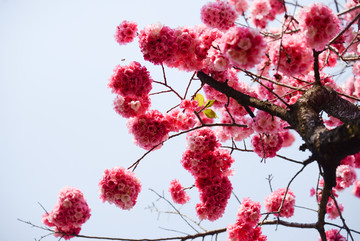 仰拍樱花