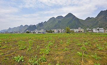 田野