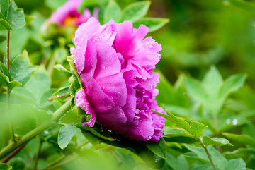 雨中的牡丹花