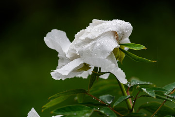 雨中的牡丹花