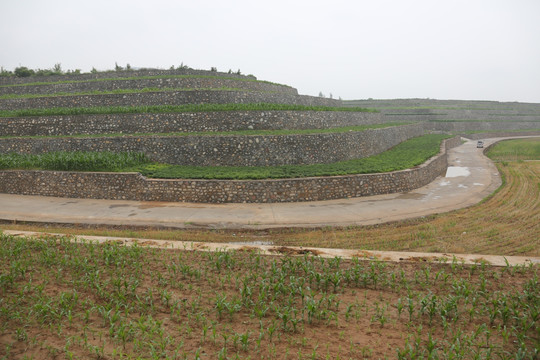 山丘农田 玉米苗 玉米地 农村