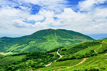 茶山茶园茶树 茶场茶树 茶园