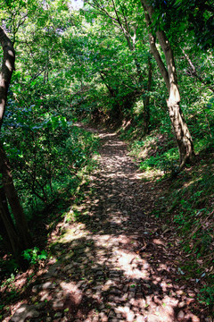 山林古道 丛林古道