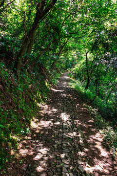 山林古道 森林小路 步道