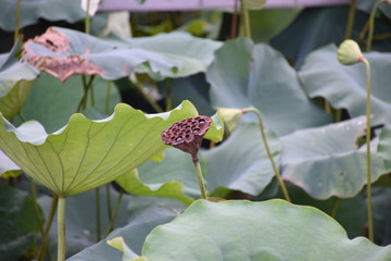 莲子 莲藕 藕实 水芝丹 莲实