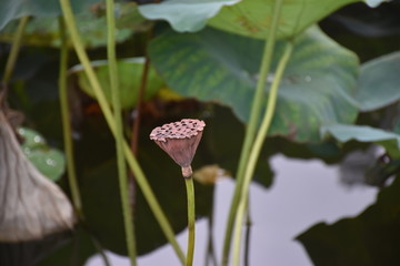 莲子 莲藕 藕实 水芝丹 莲实