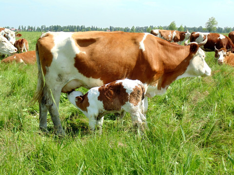 草地上的牛犊吃奶图