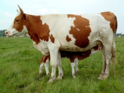 草原上的奶牛和牛犊