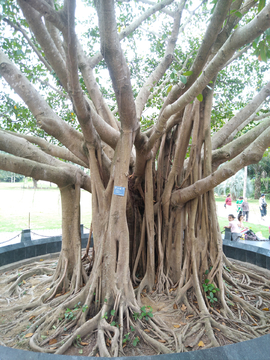 邓小平手植树