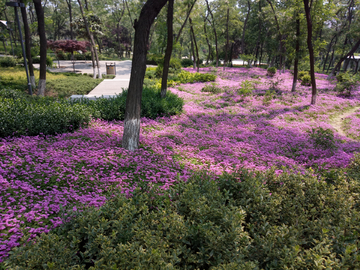 花坛绿地