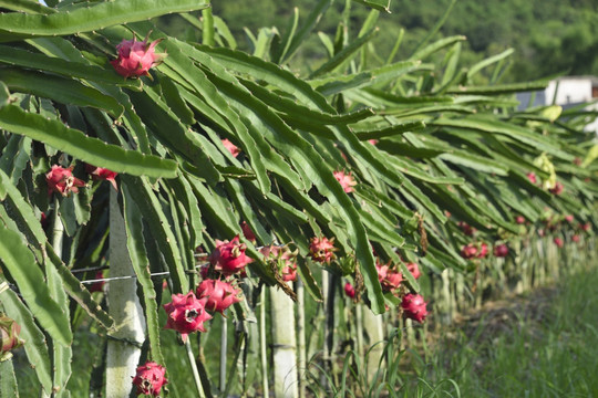 火龙果种植