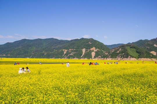 丹东宽甸绿江村油菜花田