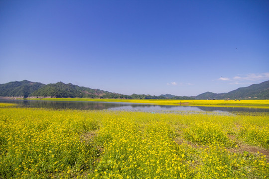 丹东宽甸绿江村油菜花田