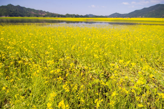 丹东绿江村油菜花田