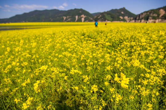 丹东绿江村油菜花田