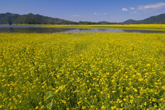 丹东绿江村油菜花田