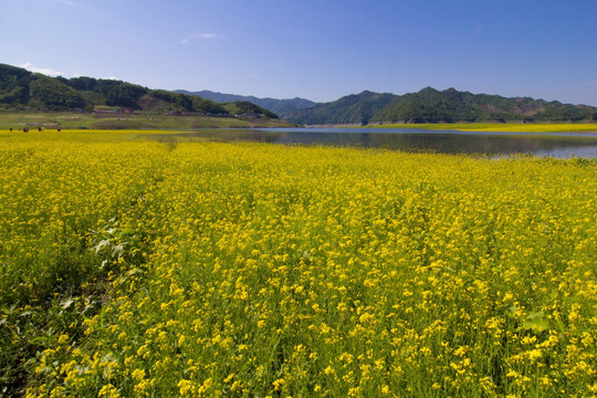 丹東綠江村油菜花田