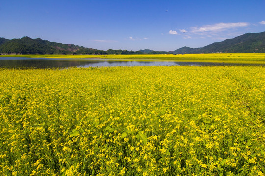 丹东绿江村油菜花田