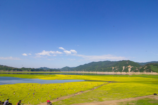 丹东宽甸绿江村油菜花田