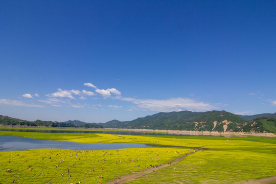 丹东绿江村油菜花田