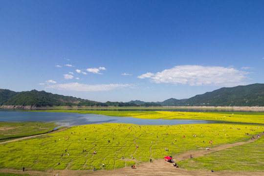 丹东宽甸绿江村油菜花田