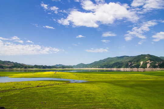 丹东绿江村油菜花田