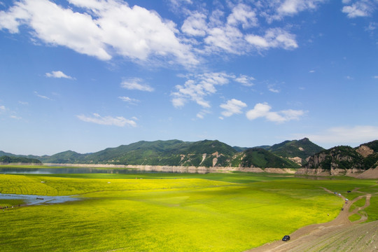 丹東綠江村油菜花田
