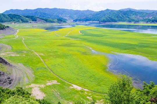 辽宁丹东绿江村油菜花田