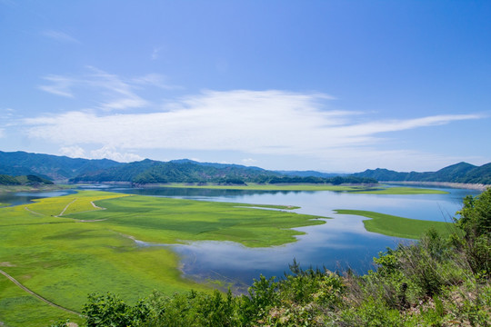 辽宁丹东绿江油菜花田