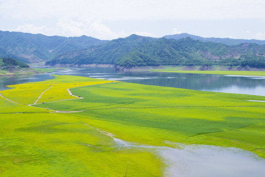 丹东绿江油菜花田