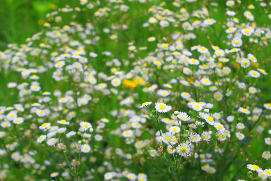 小白花