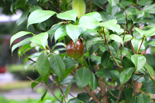 油茶植株