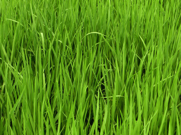 水稻 稻子 水稻田