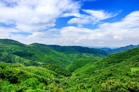 绿色树林 树木光影 夏日绿色