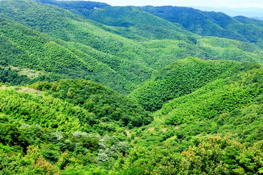 山谷 树木光影 夏日绿色